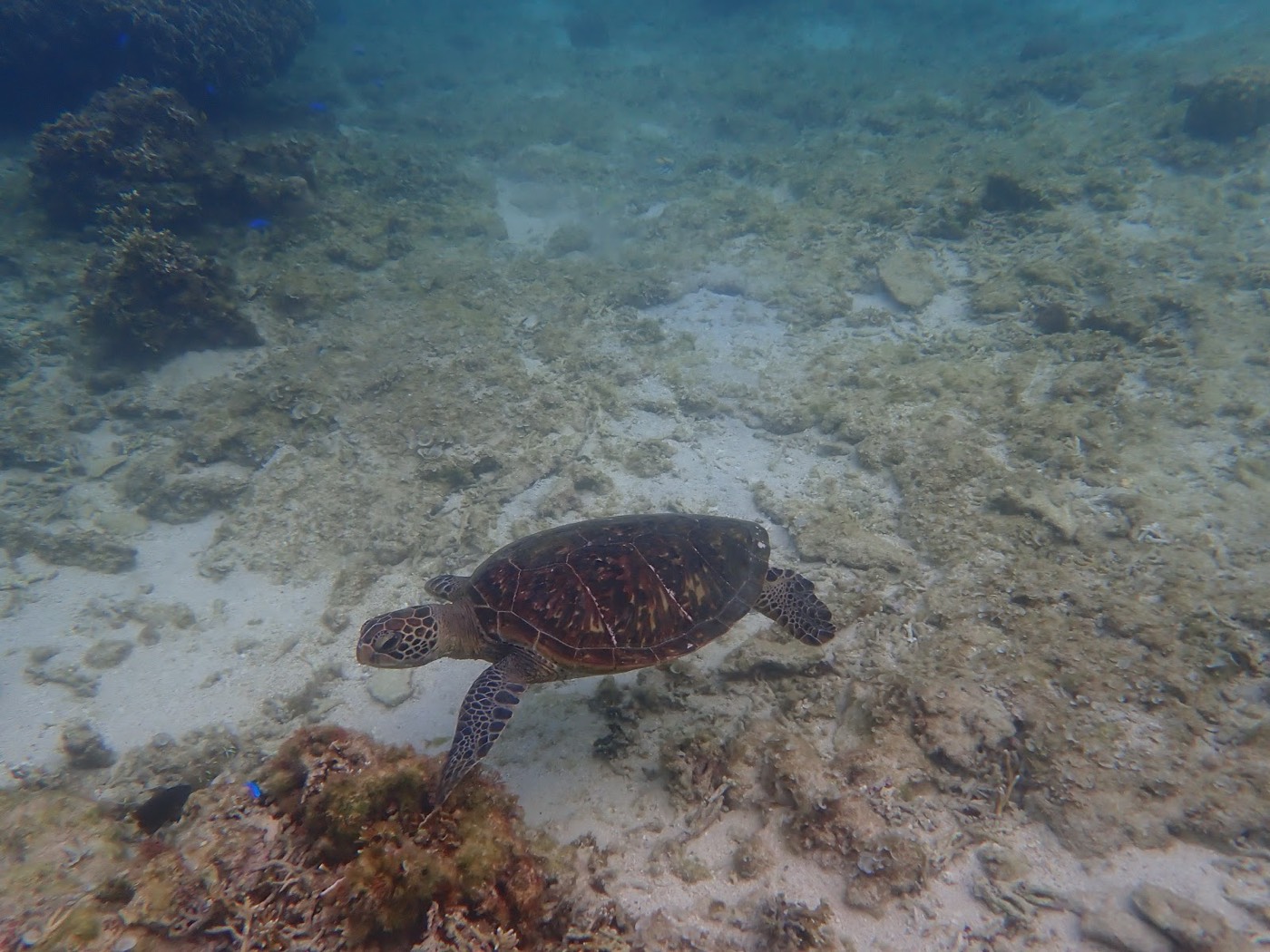 水面の光と岩場のシルエットが映る海中の広い景観