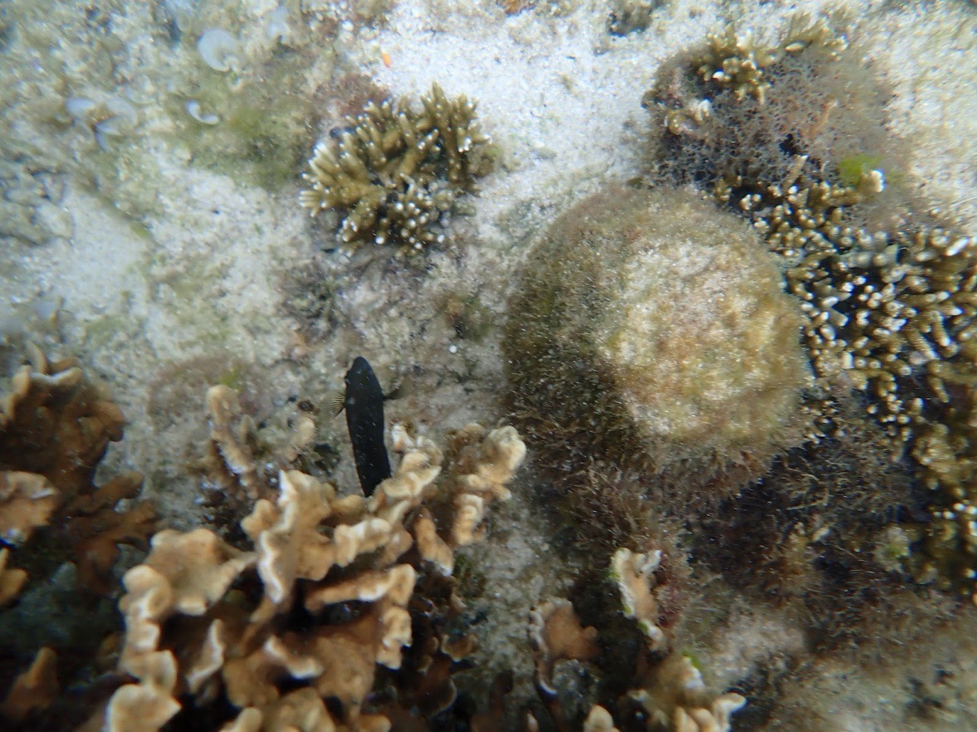 天然水族感で紹介する、海底で枝状サンゴの間を黒い魚が泳ぎ周囲に岩や砂地が広がる