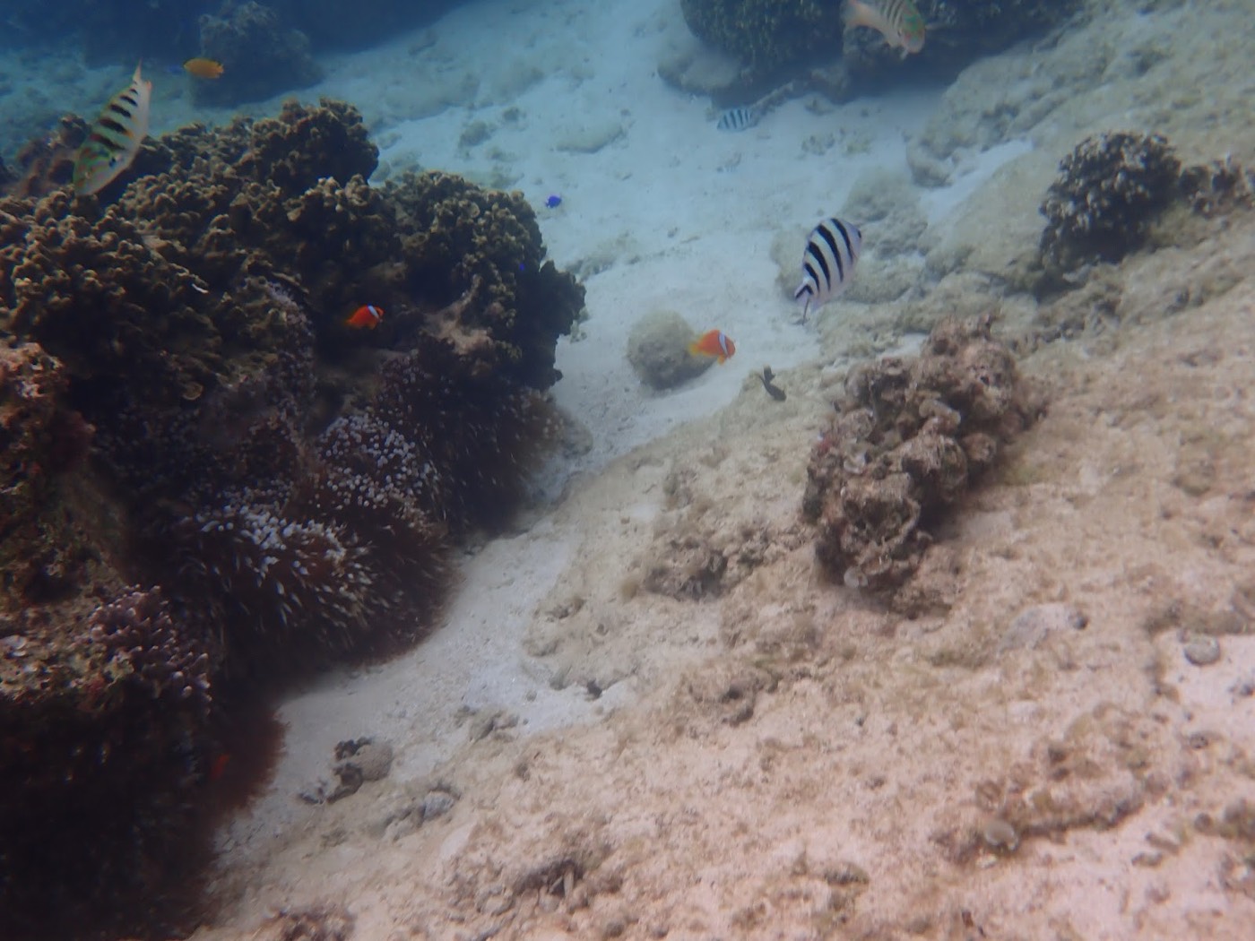 枝状サンゴの周りを小さな青や黄色の魚の群れが泳ぐ様子