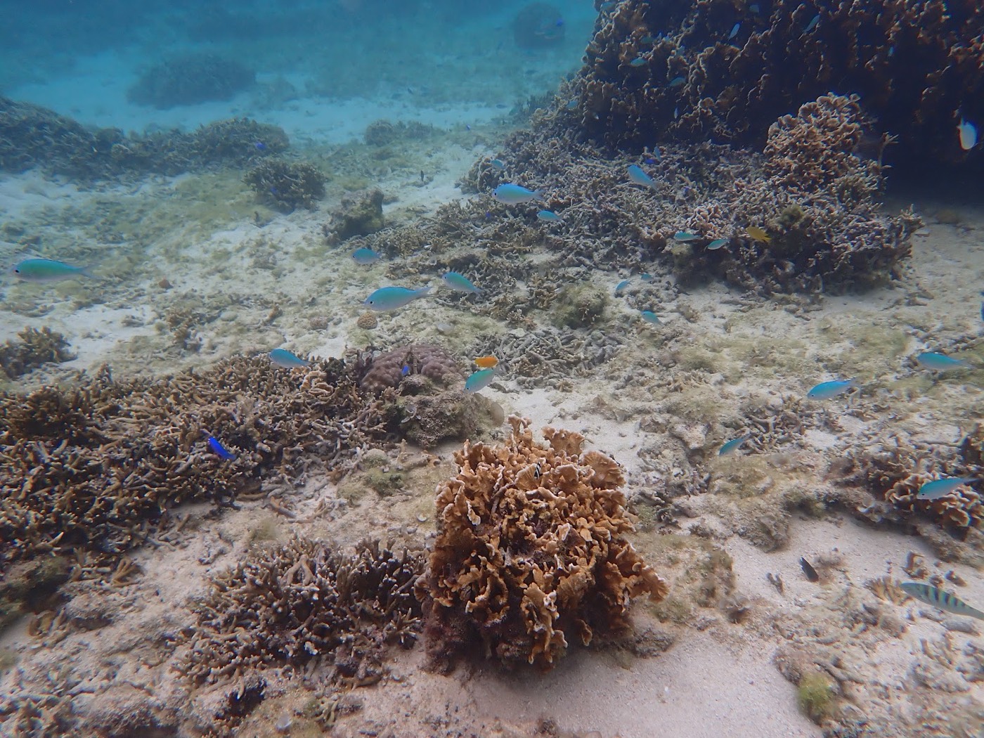 天然水族感で紹介する、水底のサンゴ礁の上を泳ぐ複数の明るい青色の魚。天然水族館のような色彩