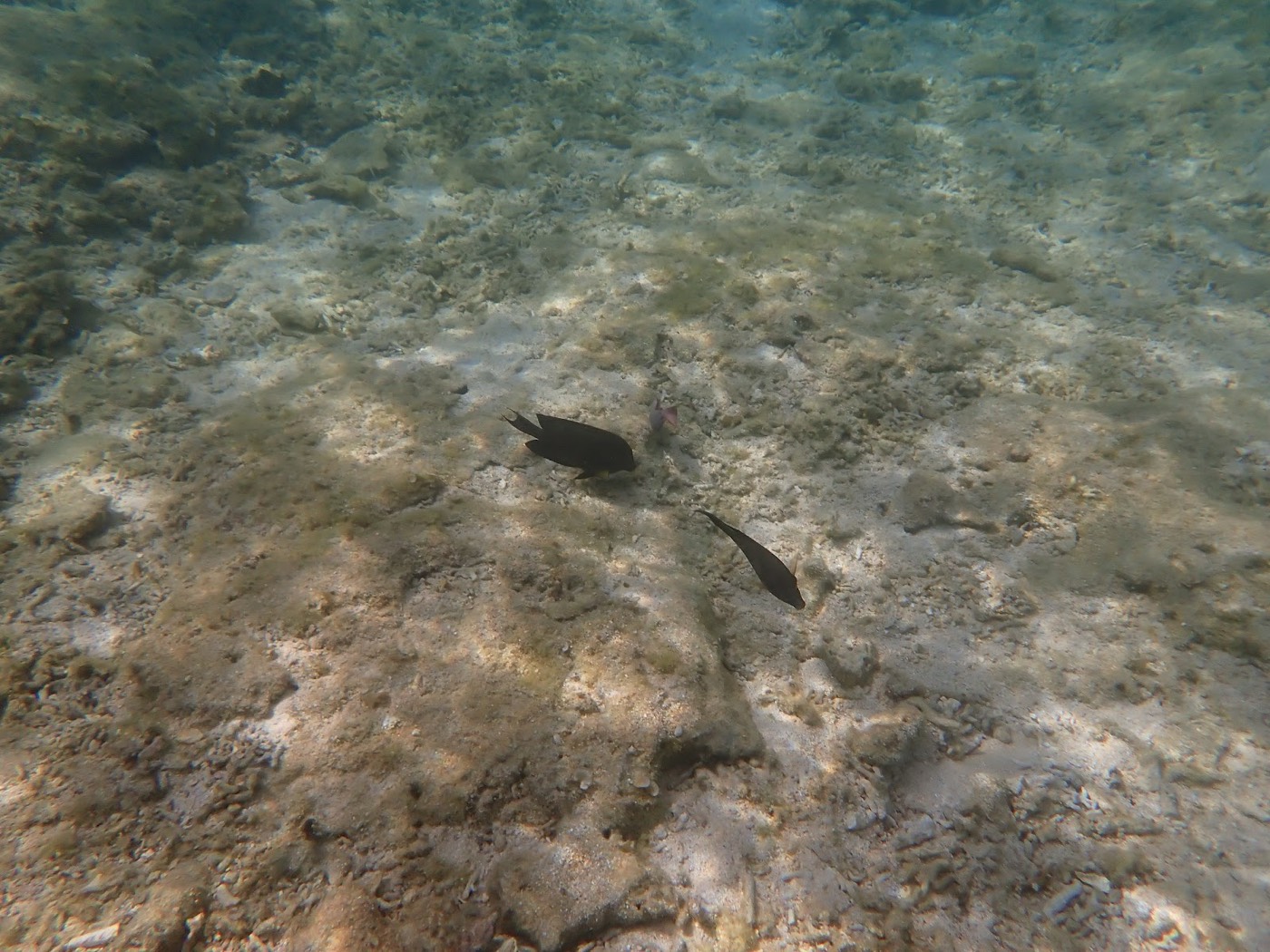水底の砂地を2匹の黒い魚が泳いでいる。穏やかな水中の様子