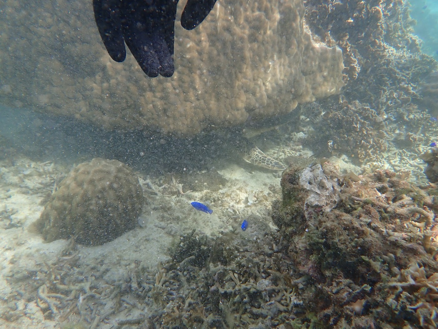 海中で、黒いグローブをつけた参加者の手が写り、奥にウミガメと数匹の青い魚が泳ぐサンゴ礁