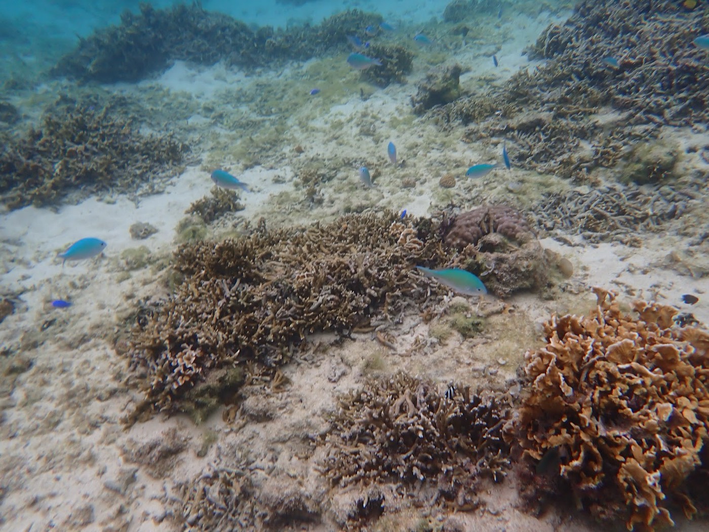 水底のサンゴ礁と砂地、その上を泳ぐ青い魚。水面からの光が届く