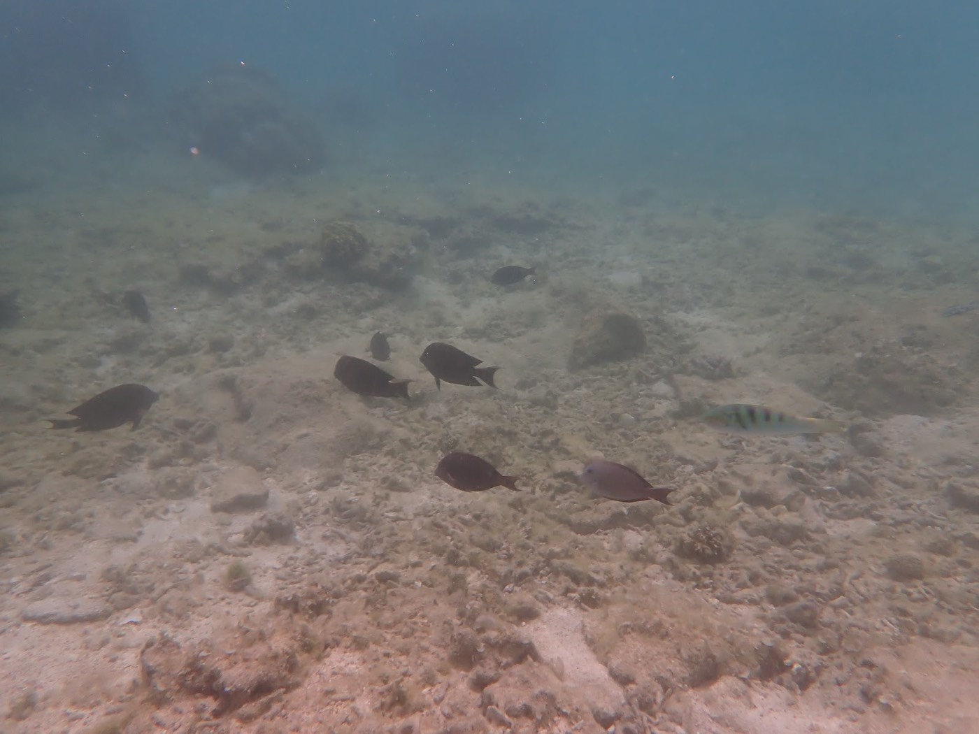 海底の砂地で様々な魚が群れをなして泳いでいる。天然水族感が漂う