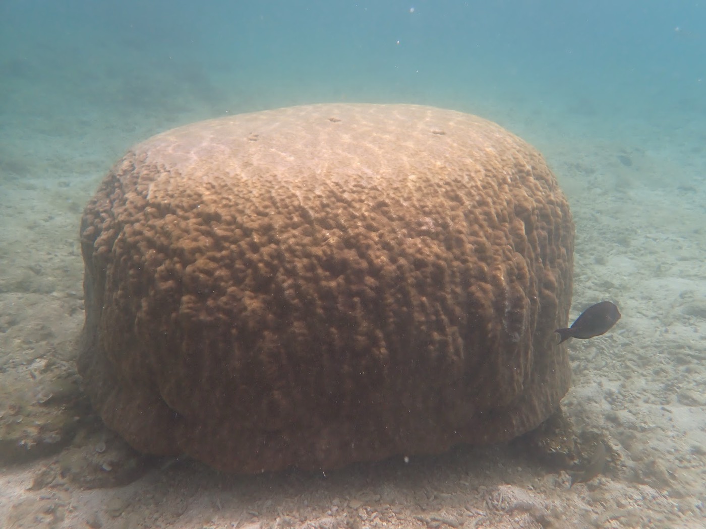 海底にそびえる巨大な丸いサンゴ礁の周りを、小さな魚が泳いでいる