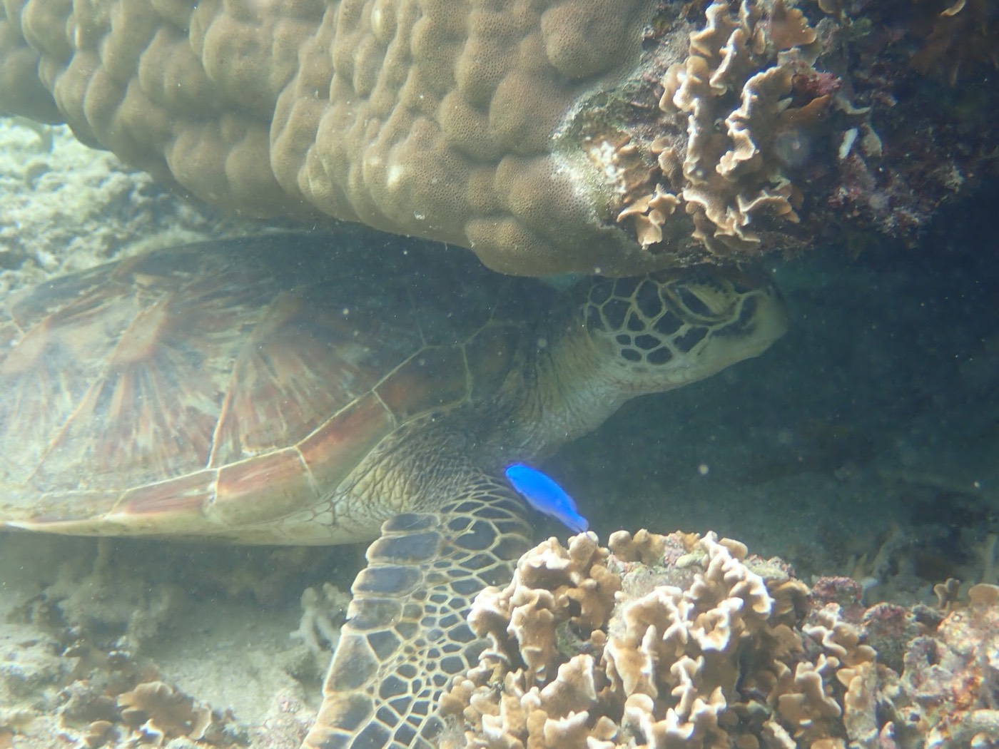 海中でサンゴの隙間に隠れるウミガメの横に青い小魚が泳ぐ様子