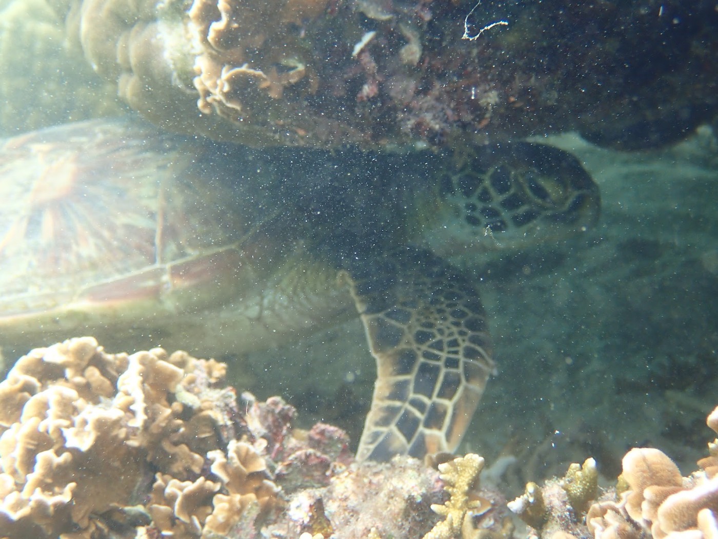 海中でサンゴ礁の陰に隠れるウミガメの姿と、水中を漂う無数の白い粒子