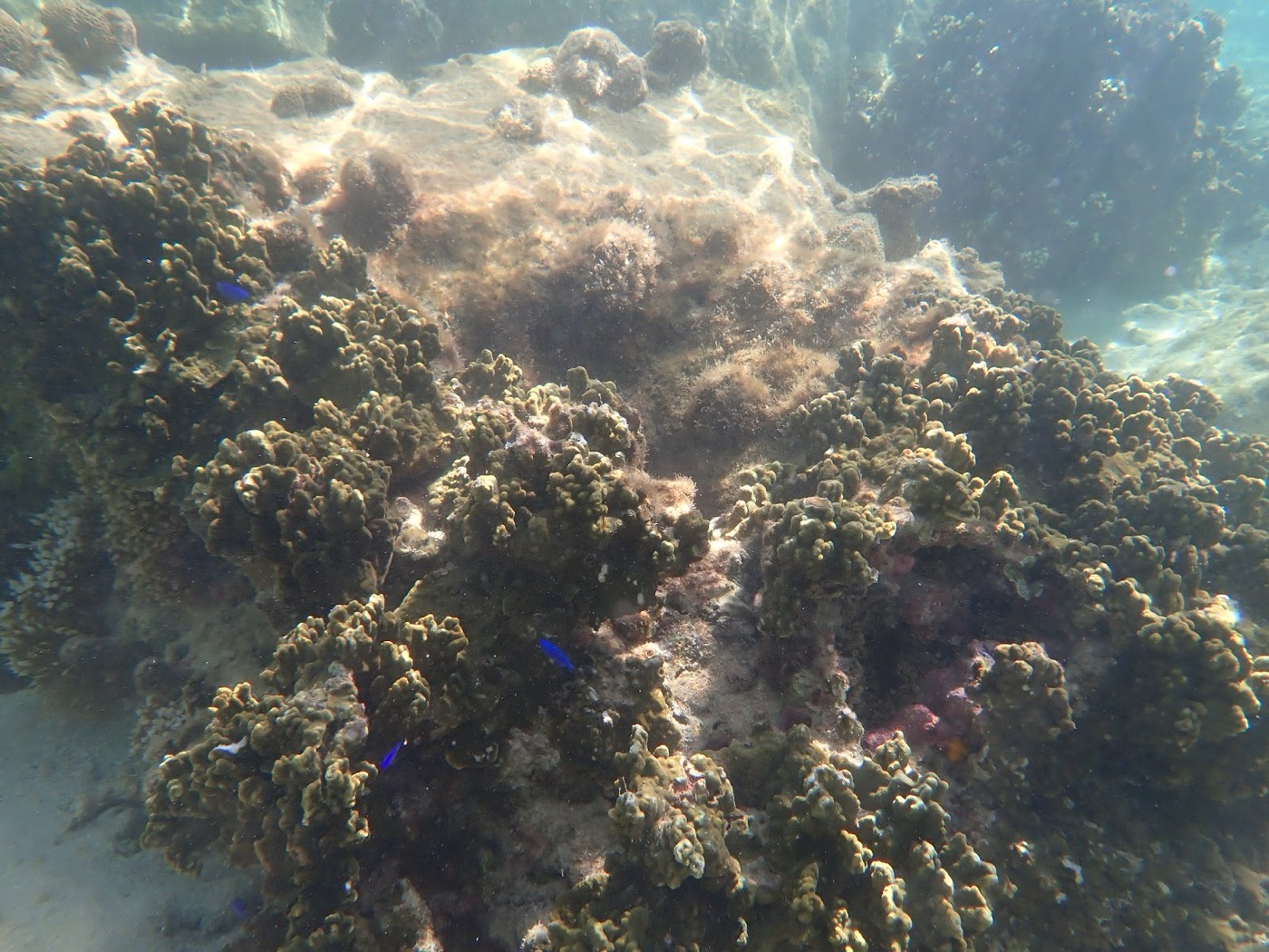 岩場に群生するサンゴの周りに小さな青い魚が数匹泳いでいる