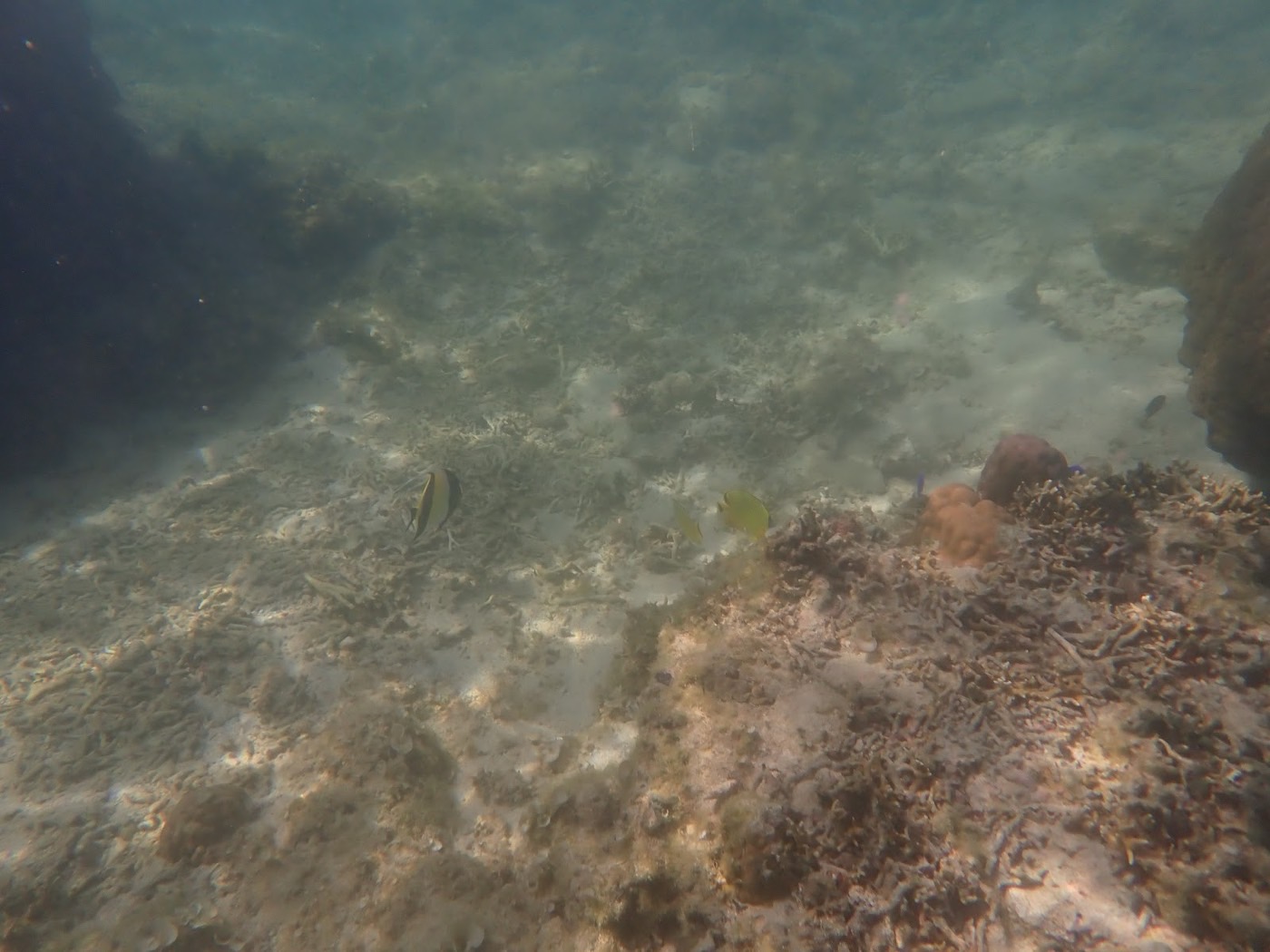 水面に差し込む光が当たる、海底の大きなサンゴの塊