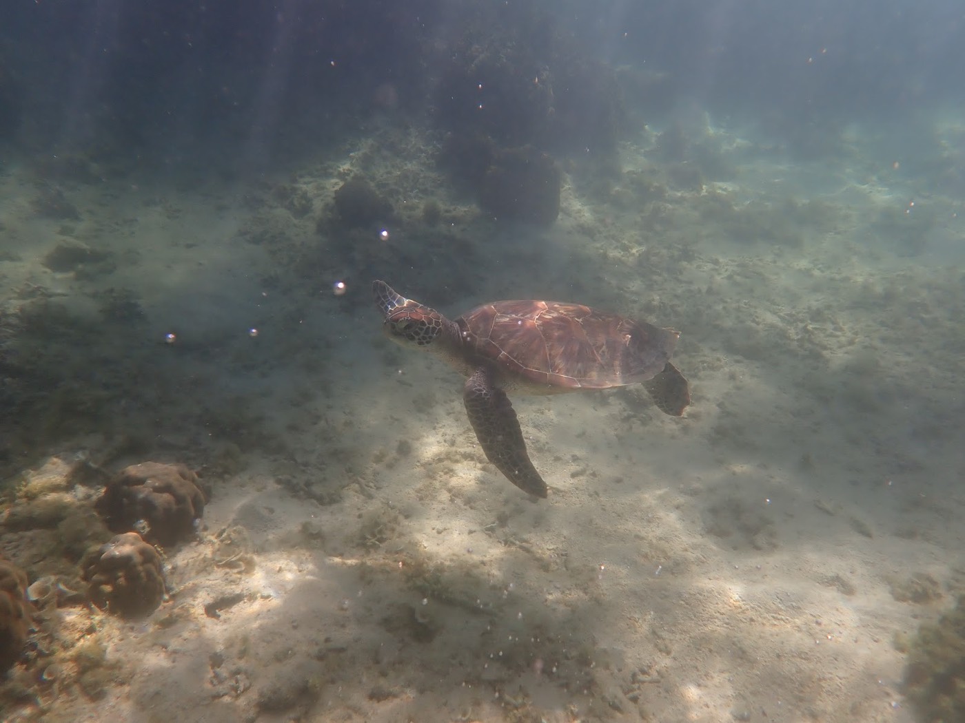 岩場や砂地が広がる水底をウミガメが泳ぎ、透明度の高い天然水族感のある海中を漂う