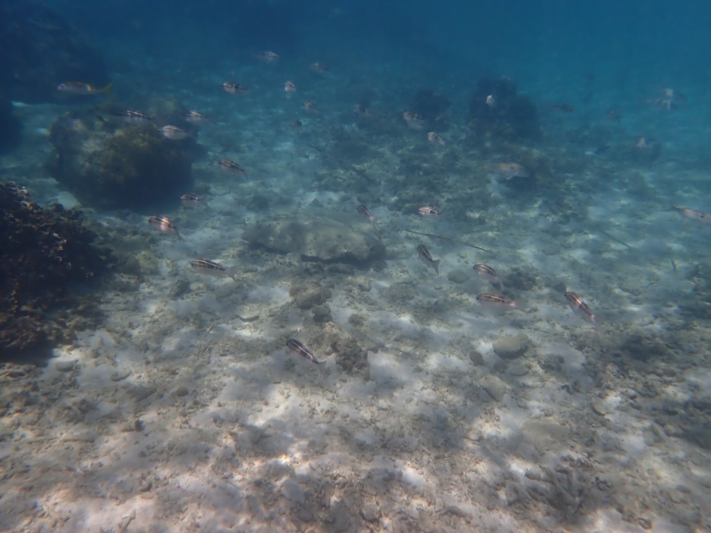 広大な海底の景色と群れて泳ぐ小魚たちによる天然水族感