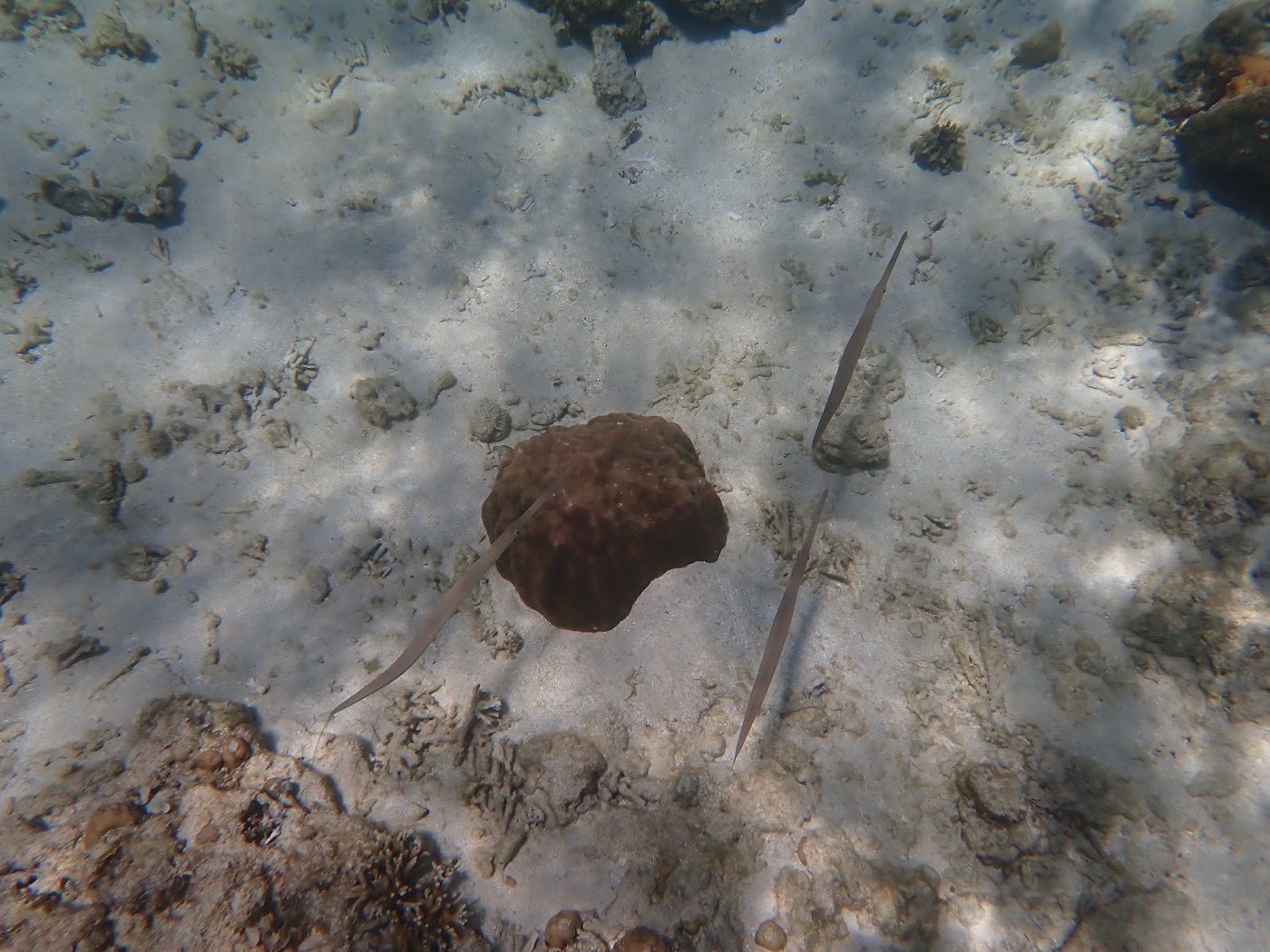 海底の砂地と小さなサンゴの間を泳ぐ細長い魚たち