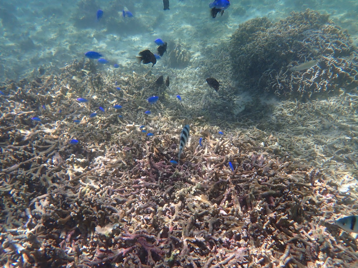 多くの魚が集まる海底のサンゴと岩場