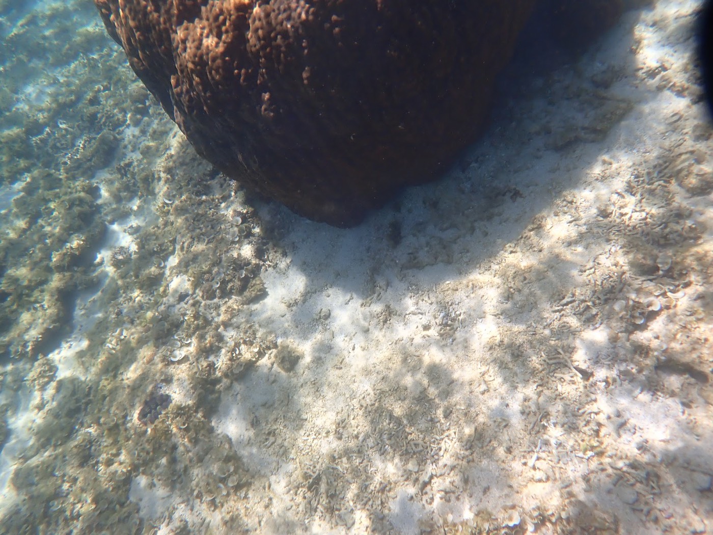 海底に広がる砂地と、太陽光に照らされる大きな岩の影
