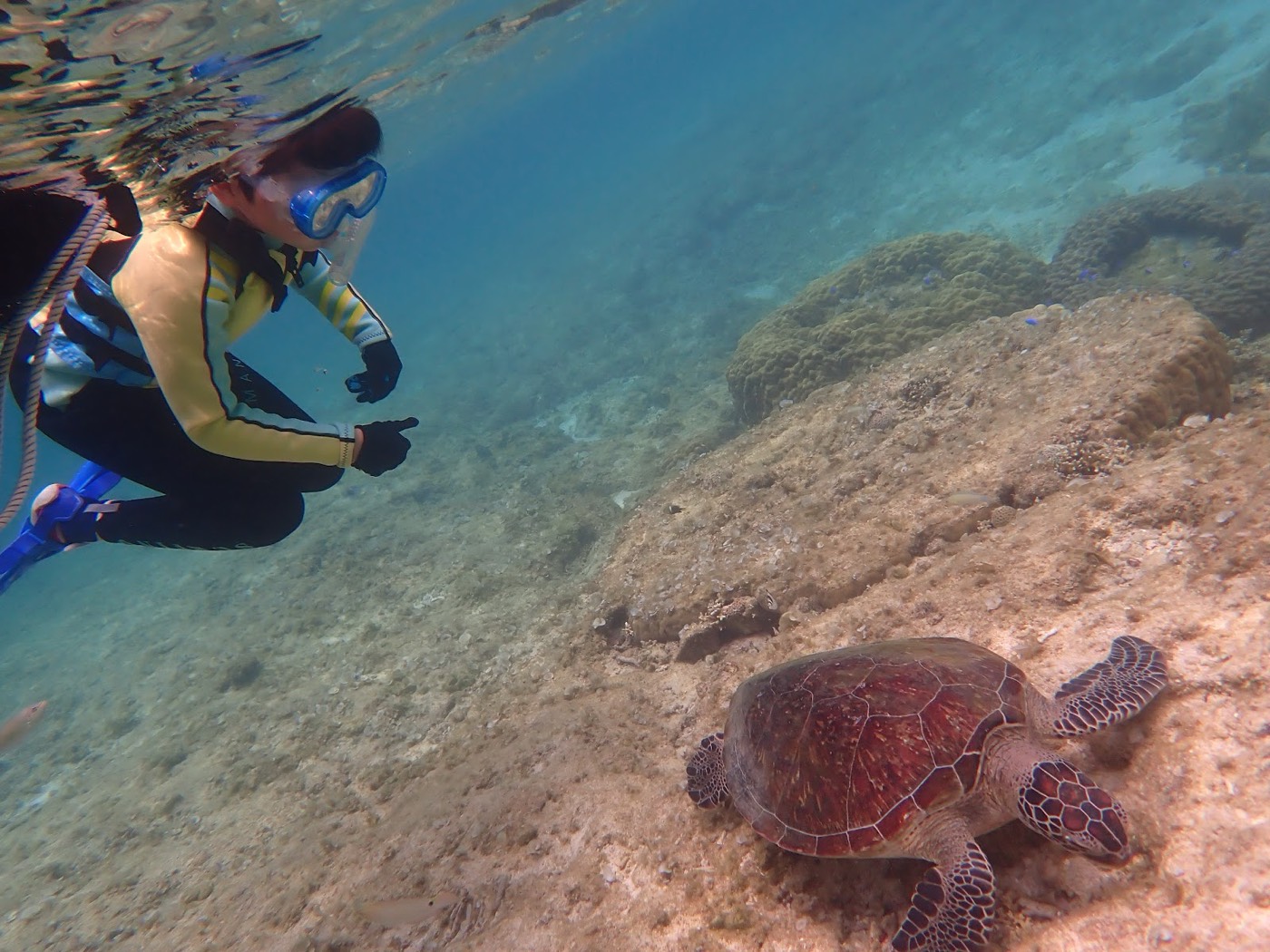浅瀬の海底にいるウミガメを観察する参加者