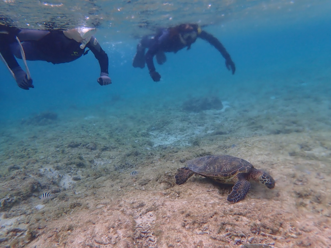海底の岩場近くで優雅に泳ぐウミガメと、その奥に見える小さな魚