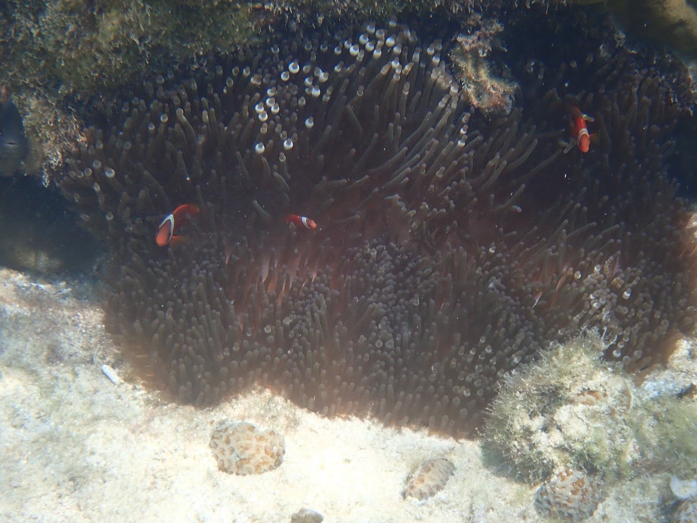 サンゴ礁の周りを群れて泳ぐさまざまな種類の魚たち