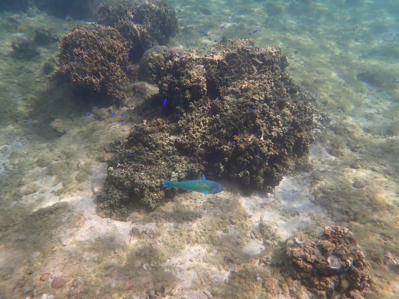 海底のサンゴ礁とカラフルな魚が泳ぐ明るい水中景観