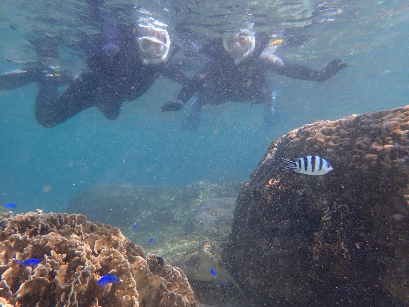 ウミガメと泳ぐグループの参加者と複数の魚