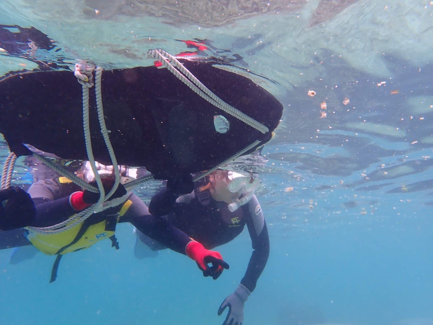 水面に浮かぶ浮き輪につかまり、水中の魚を観察する参加者