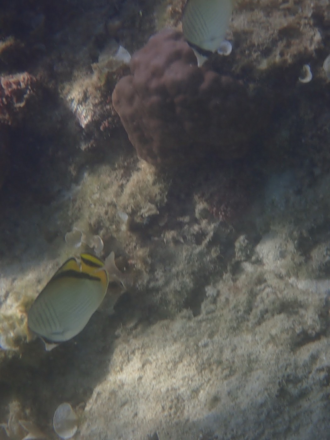 天然水族感あふれる、ライフジャケットを着た男性が海を眺める陸上風景