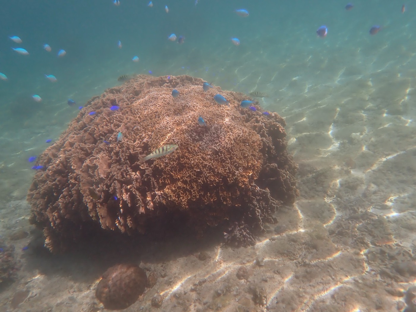 海底に鎮座する大きなサンゴの塊と、その周りを泳ぐ青い小魚の群れ