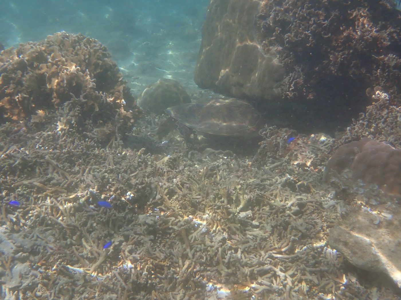 青い水中を背景に、海底の大きなサンゴ礁が広がる景色