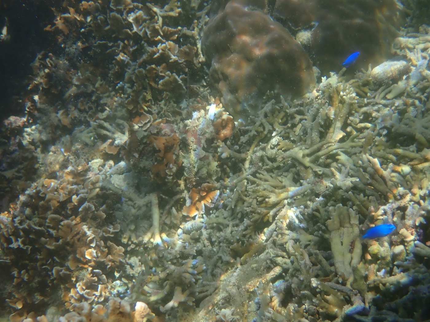 海底のサンゴの間に、鮮やかな青い小魚が泳ぐ様子