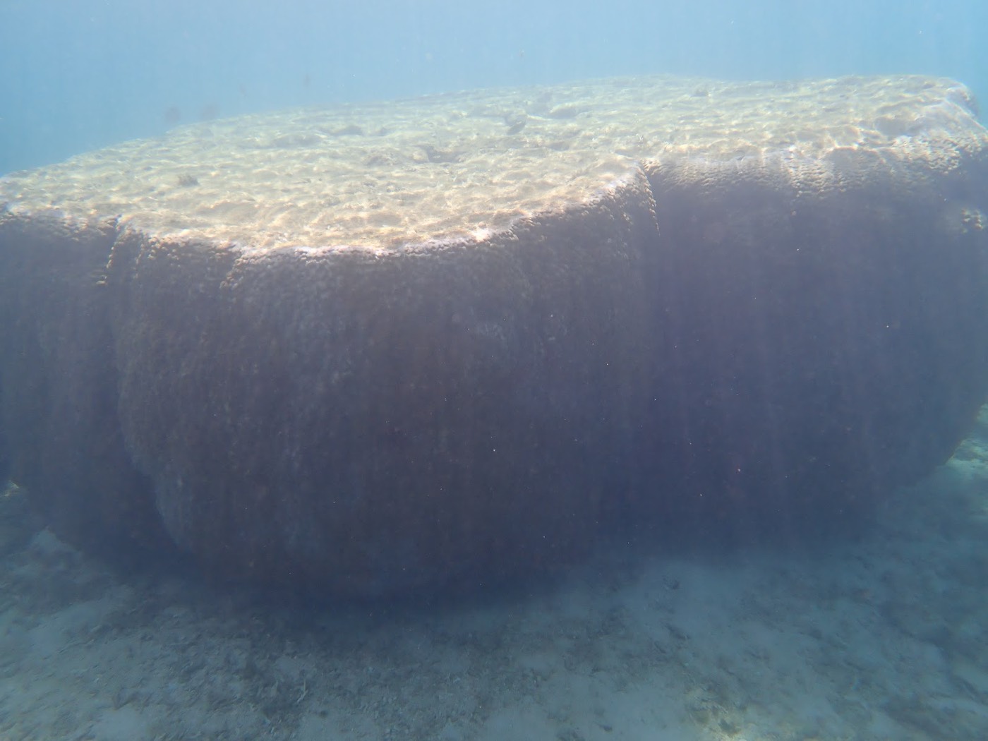 水面近くの光が差し込むテーブル状のサンゴが広がり、天然水族感のあるリーフの様子