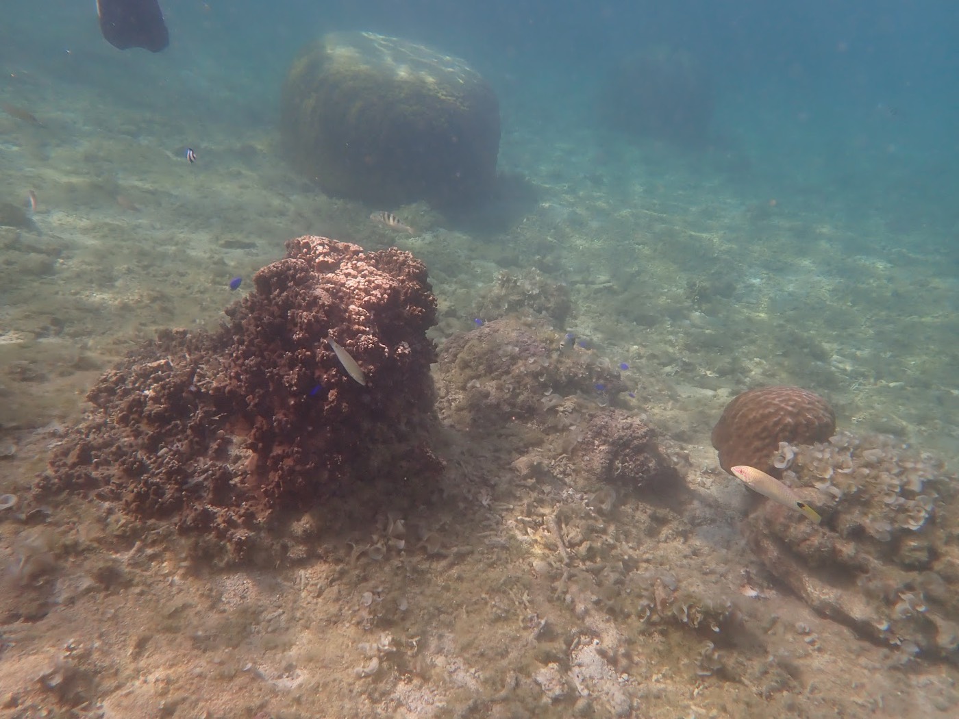 浅瀬の岩場と砂地が透明感のある水越しに見える景観