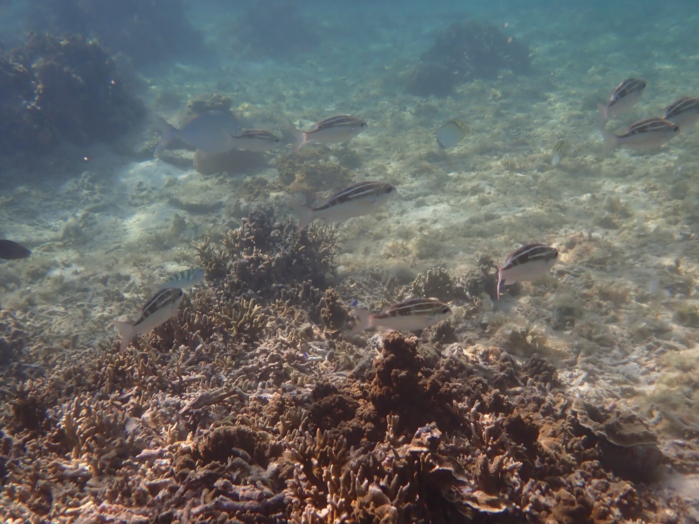 サンゴの隙間を泳ぐ白黒の縞模様の魚が複数確認できるリーフの一角