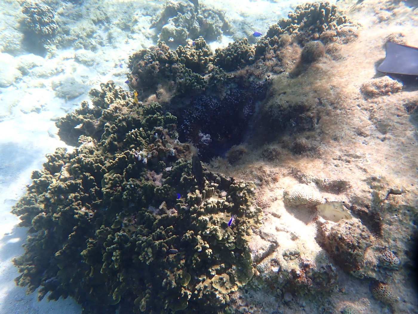 海底に広がる緑色のサンゴと砂地、その周りを魚が泳ぐ様子