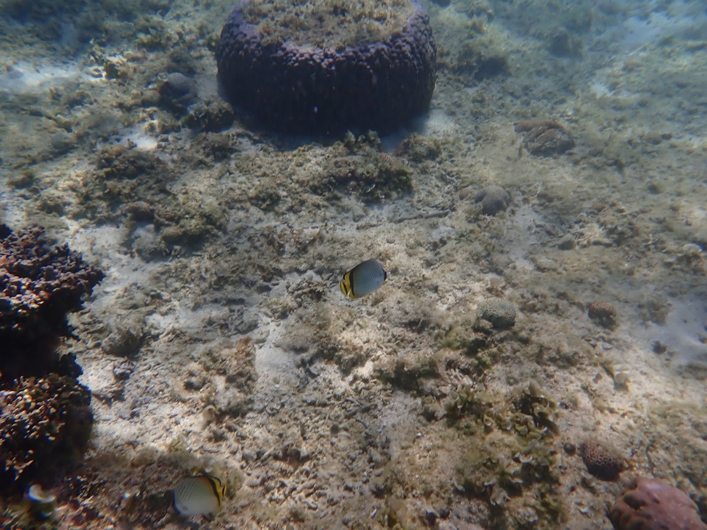 海底の砂地を泳ぐ、黄色と黒の模様が特徴的な魚