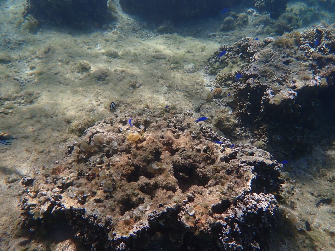 海底に点在する複数の岩とサンゴ、そしてその周りを泳ぐ青い魚たち