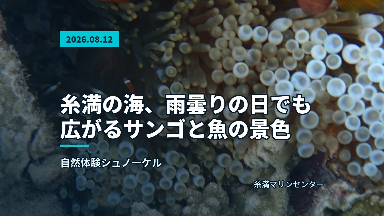 白と橙色のイソギンチャクに隠れるクマノミの姿