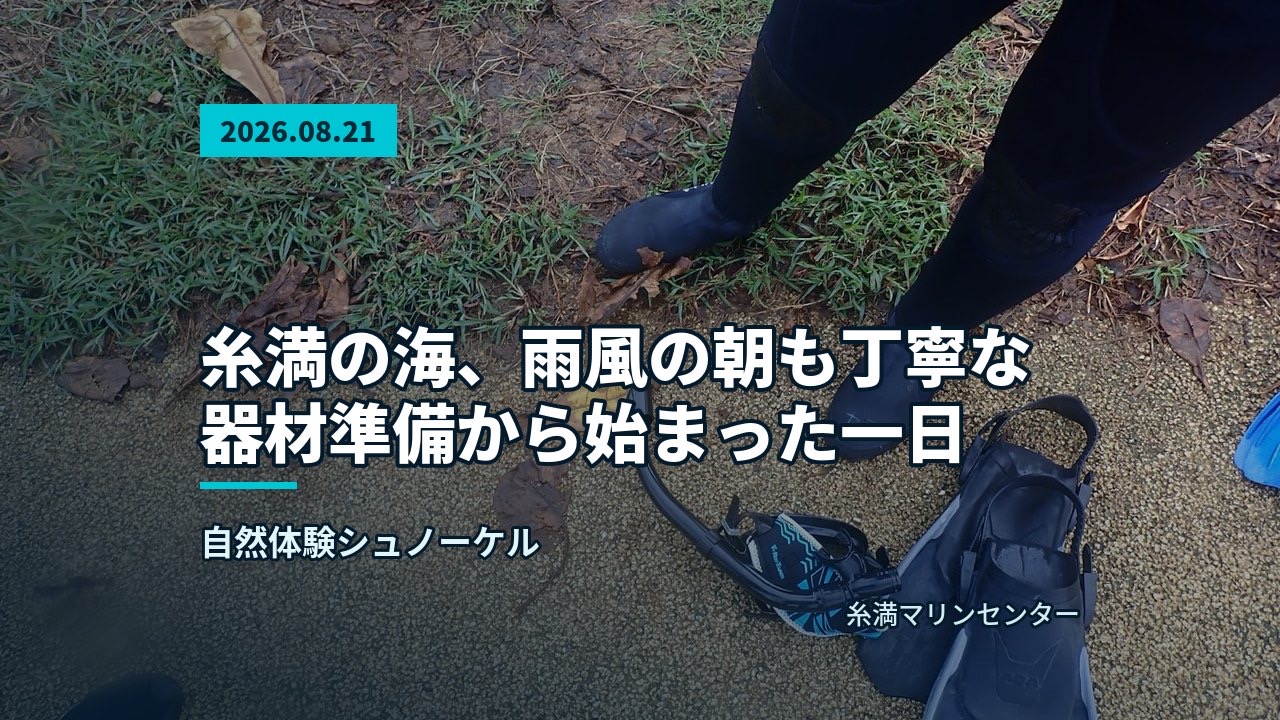 餌を食べるウミガメと水面近くを泳ぐ参加者