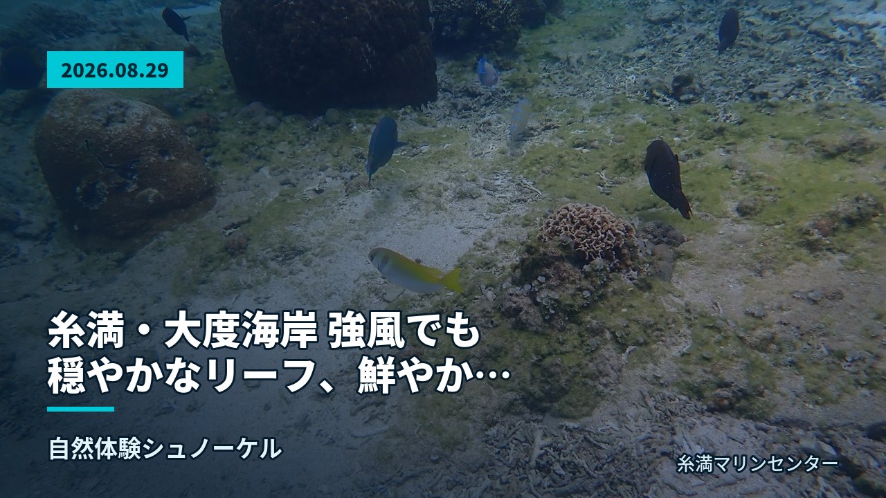 岩とサンゴが点在する砂地の海底に魚が数匹泳ぐ様子