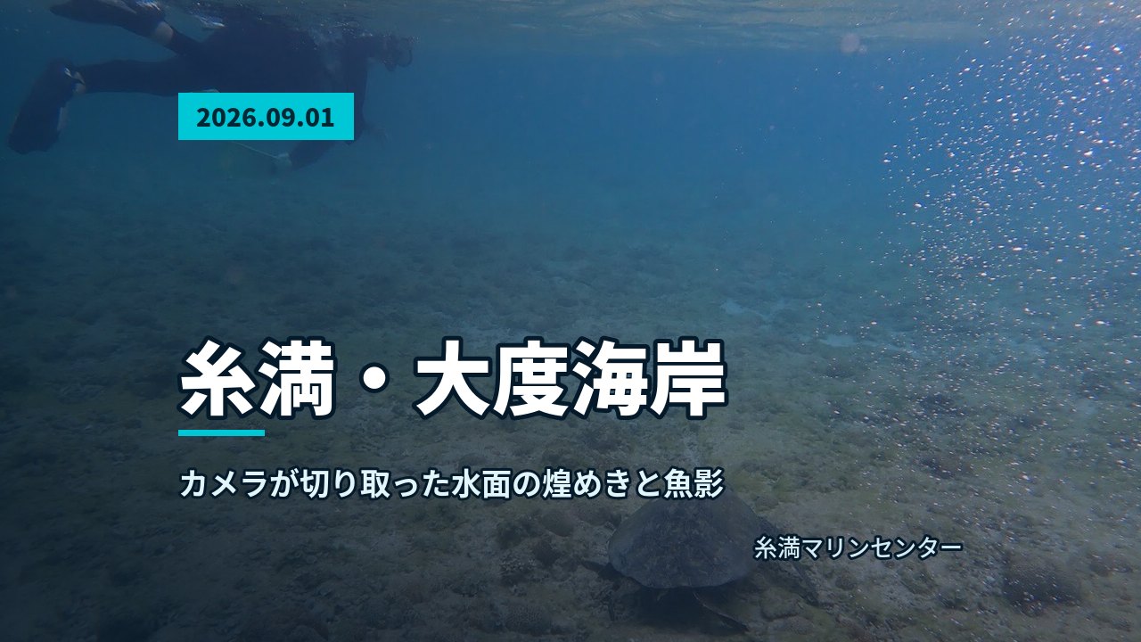 水面と水中を漂う参加者と海底にいるウミガメの