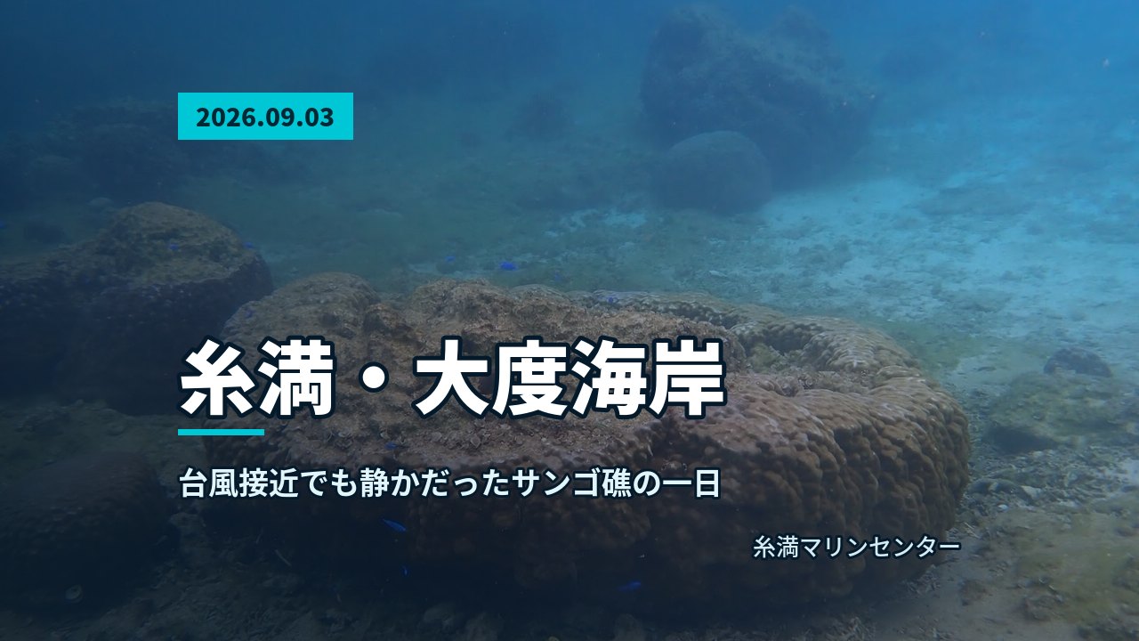 黄色いサンゴの根元にたたずむウミガメの姿