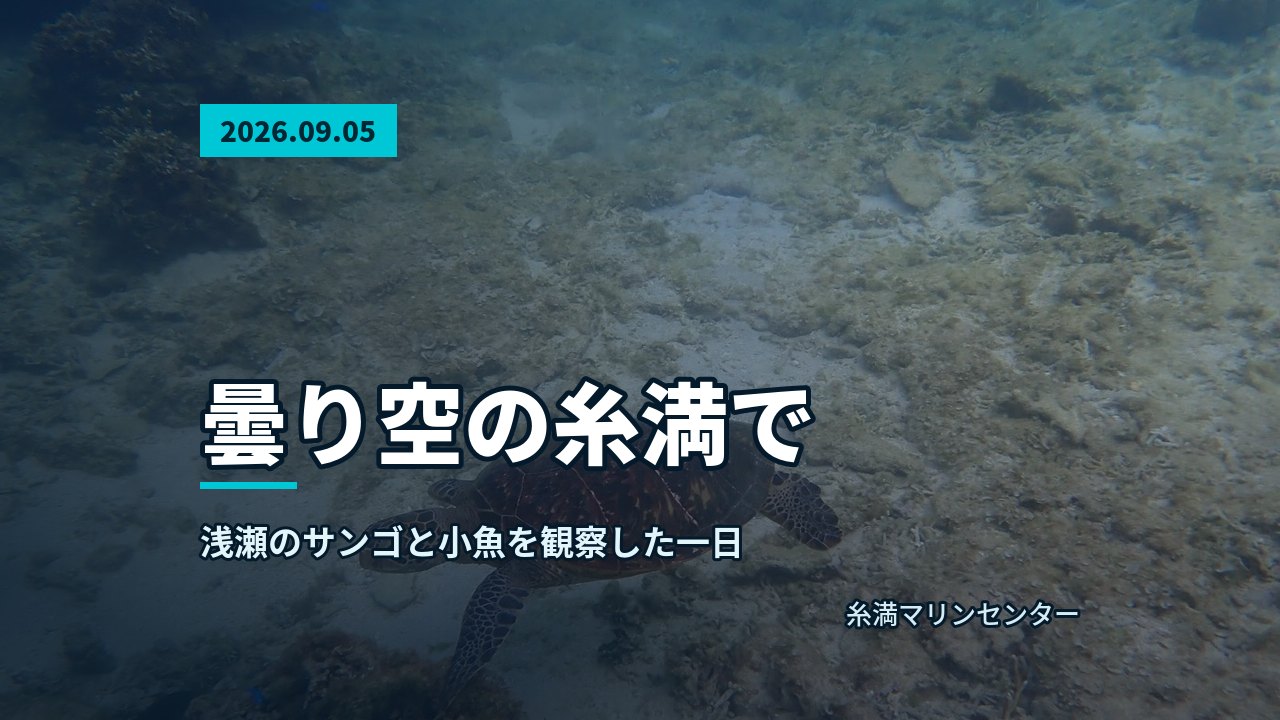 岩状サンゴが広がる浅瀬の明るい海中風景