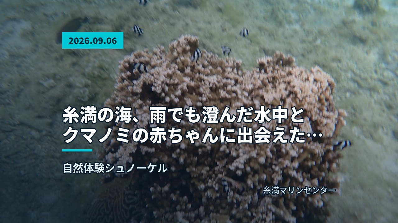 サンゴ礁の上を色とりどりの小魚が泳ぐ明るい水中風景