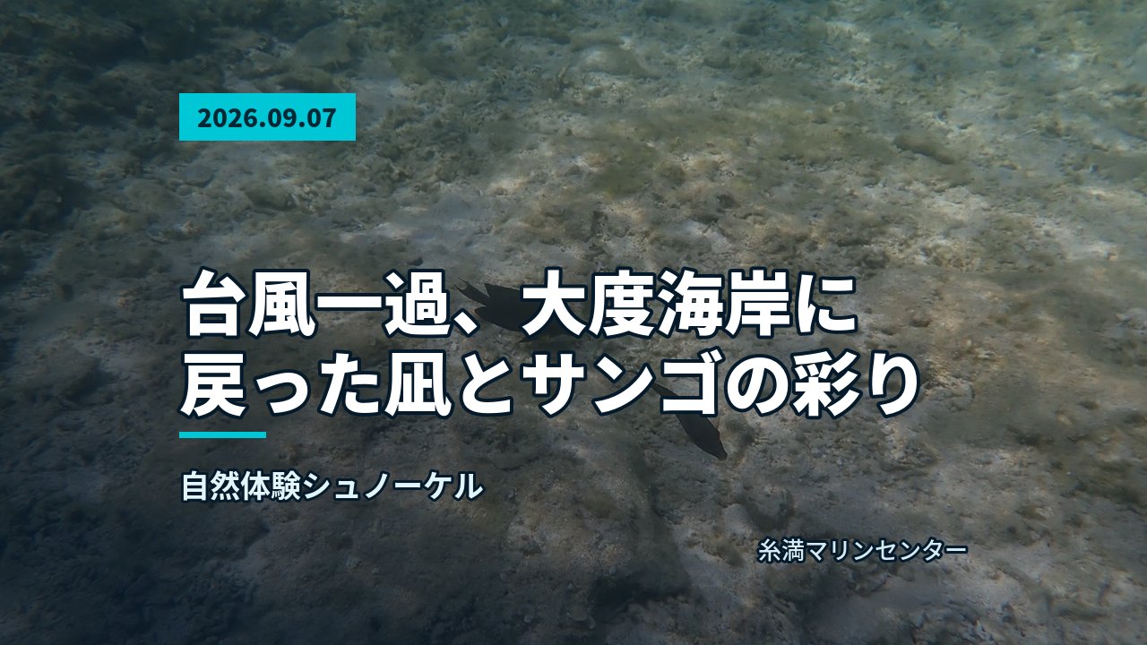 岩陰に隠れて休むウミガメの姿。周囲にはサンゴ礁と砂地が広がる