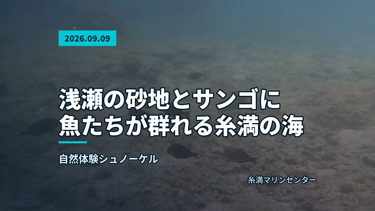 海底の砂地で様々な魚が群れをなして泳いでいる。が漂う