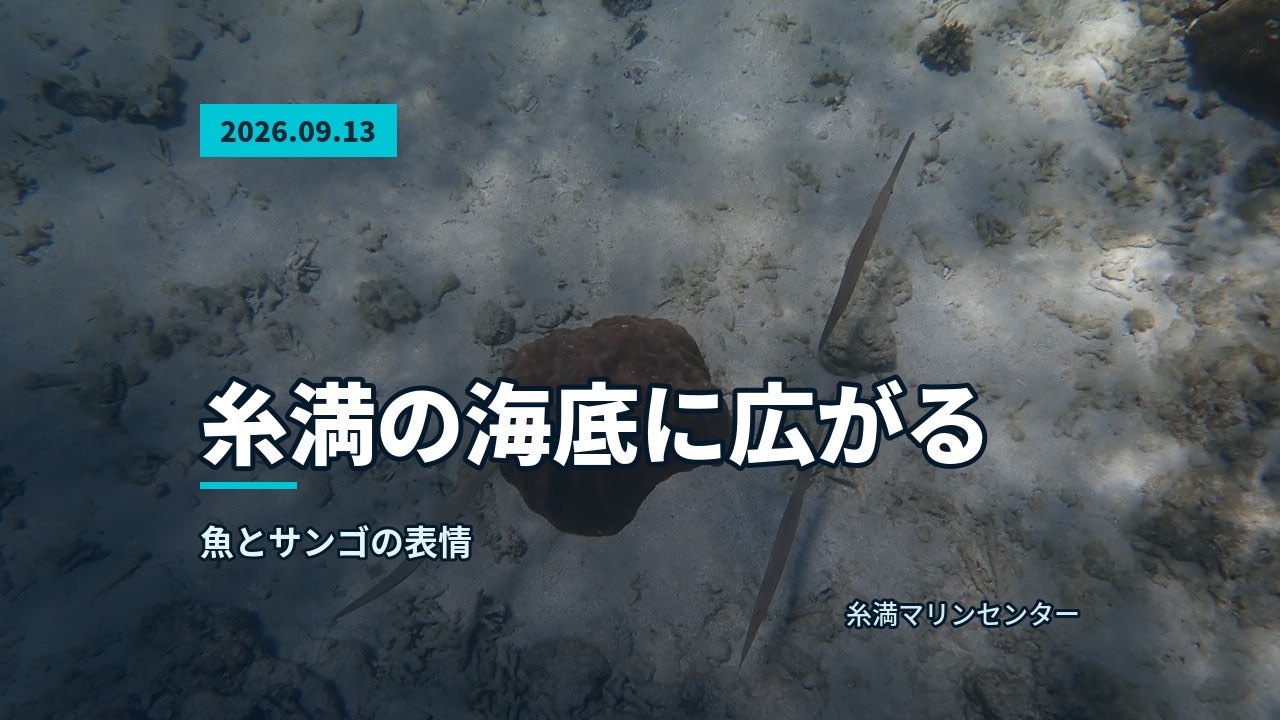 広大な海底の景色と群れて泳ぐ小魚たちによる