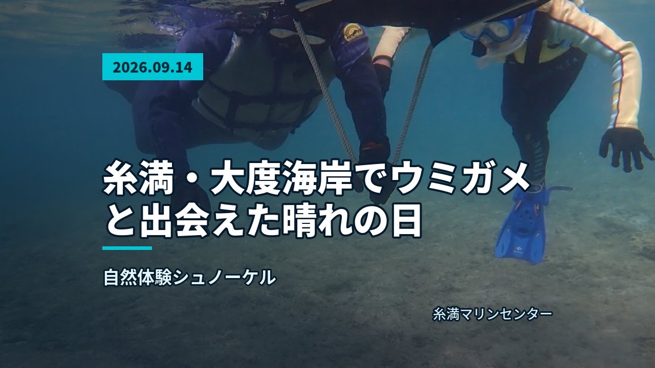 水面近くでガイドが参加者を支え、ウミガメがこちらを向いている