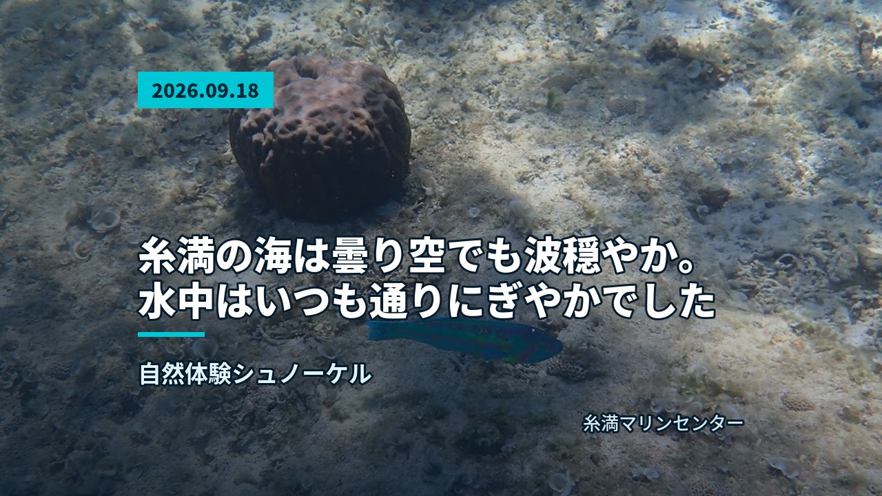 青い空の下、水面から顔を出し水中で何かを見ているシュノーケラー