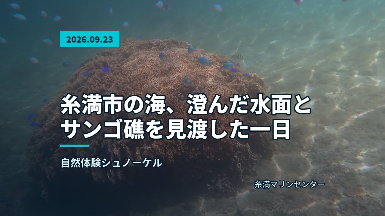 海底に鎮座する大きなサンゴの塊と、その周りを泳ぐ青い小魚の群れ