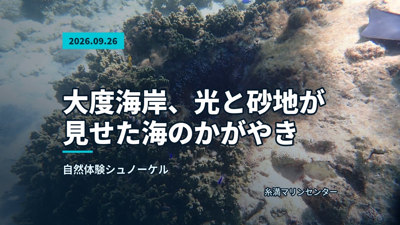海底に広がる緑色のサンゴと砂地、その周りを魚が泳ぐ様子