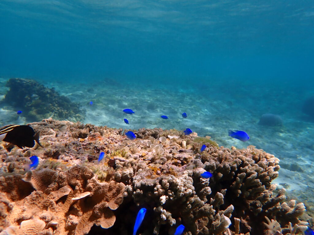 ジョン万ビーチのサンゴと熱帯魚