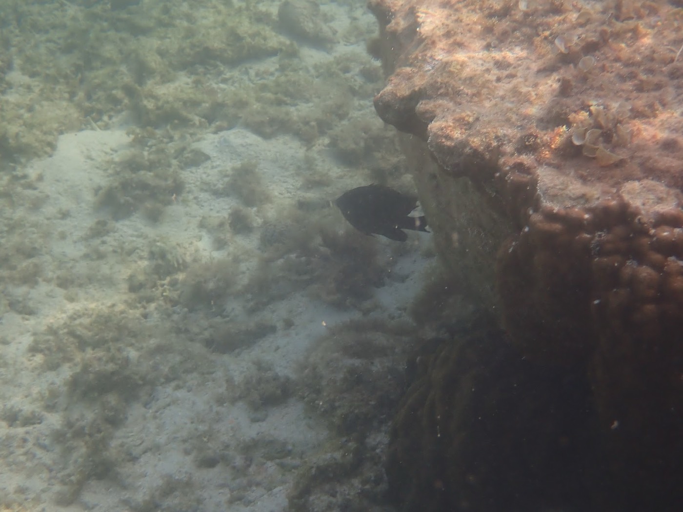 水底に広がる複雑な形のサンゴ礁と周りを泳ぐ小さな魚